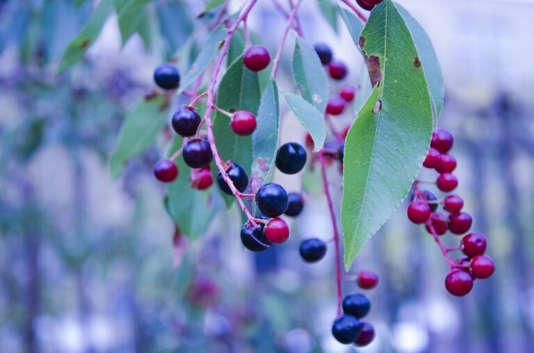 stock photo of huckleberry bush